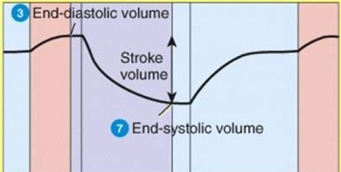 <p>volume of blood in each ventricle at end of ventricular diastole</p>