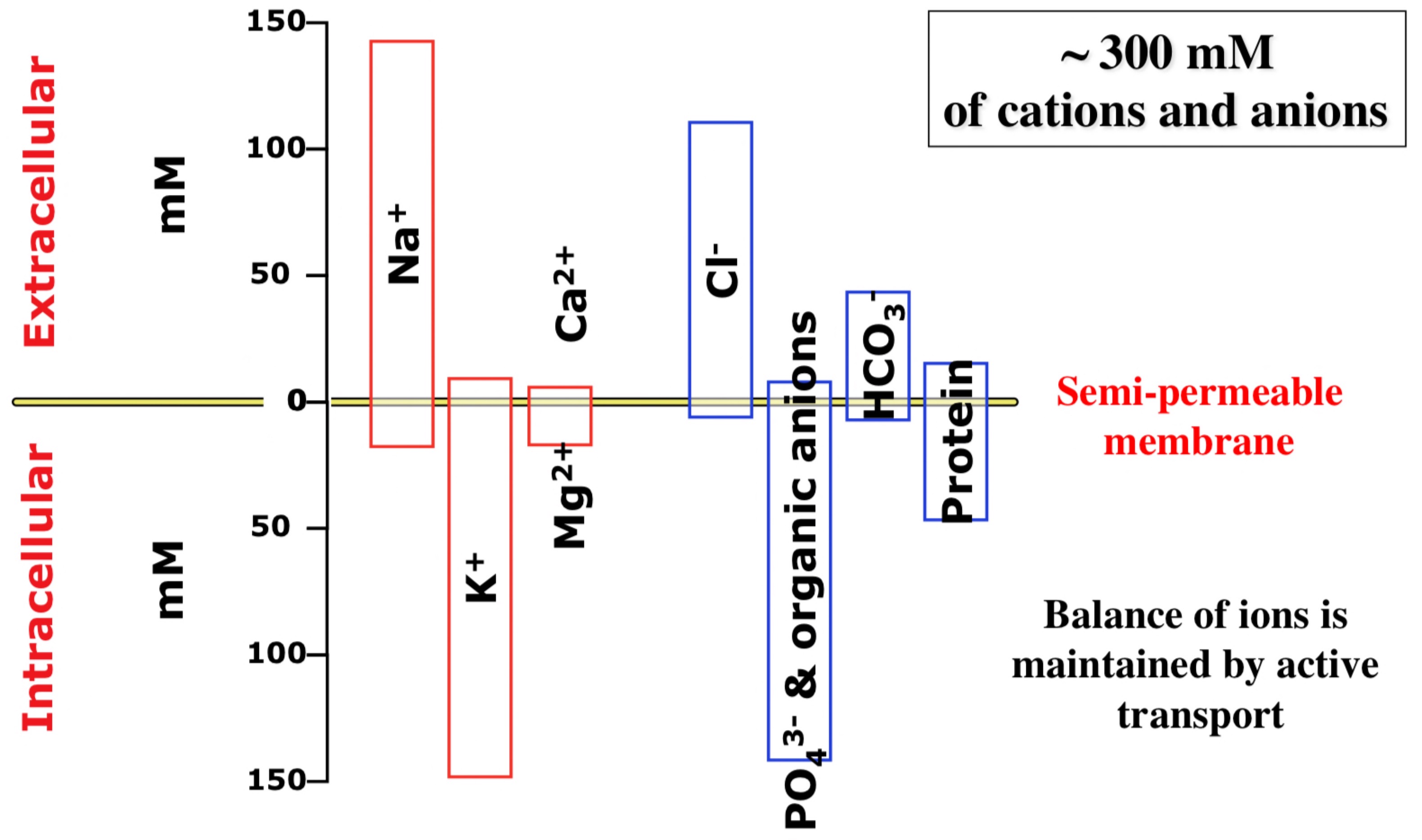 → High volume of NaCl outside of the cell 

Potassium phosphate high conc inside cell 