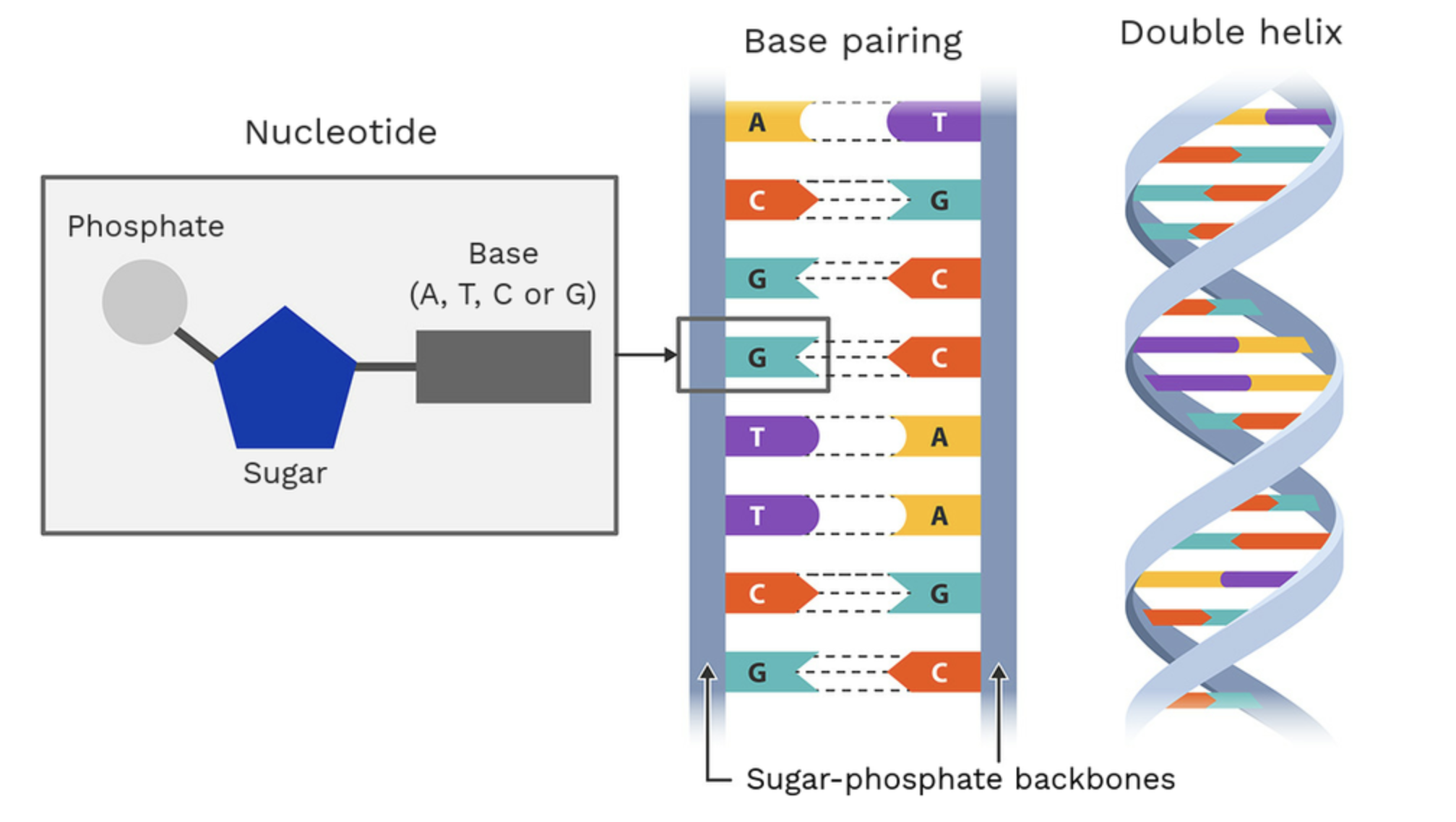 <p>What is DNA? Describe its structure: </p>