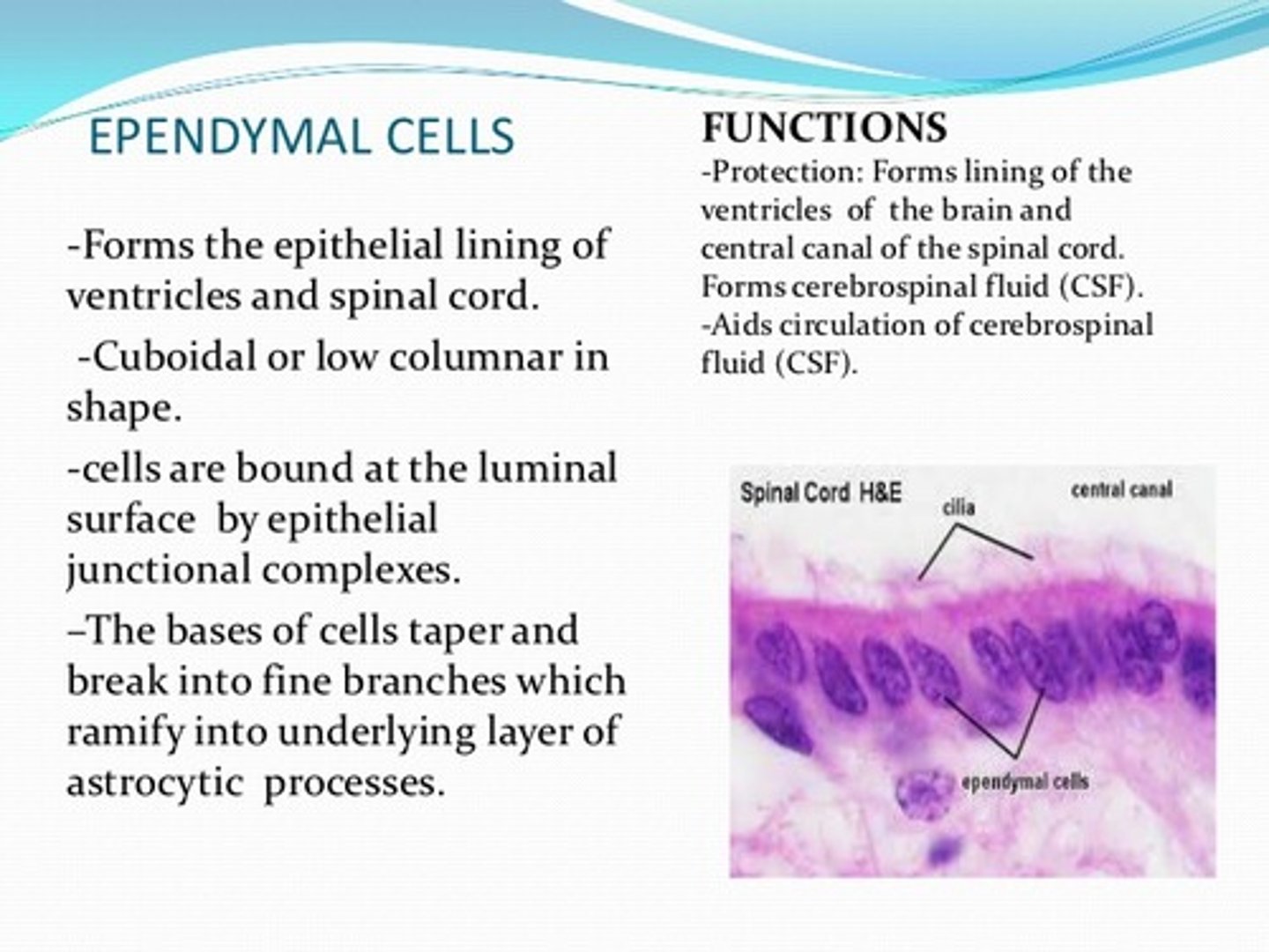 <p>True. The two main functions of ependymal cells are to provide a barrier between cerebral spinal fluid and interstitial fluid and to secrete cerebral spinal fluid.</p>