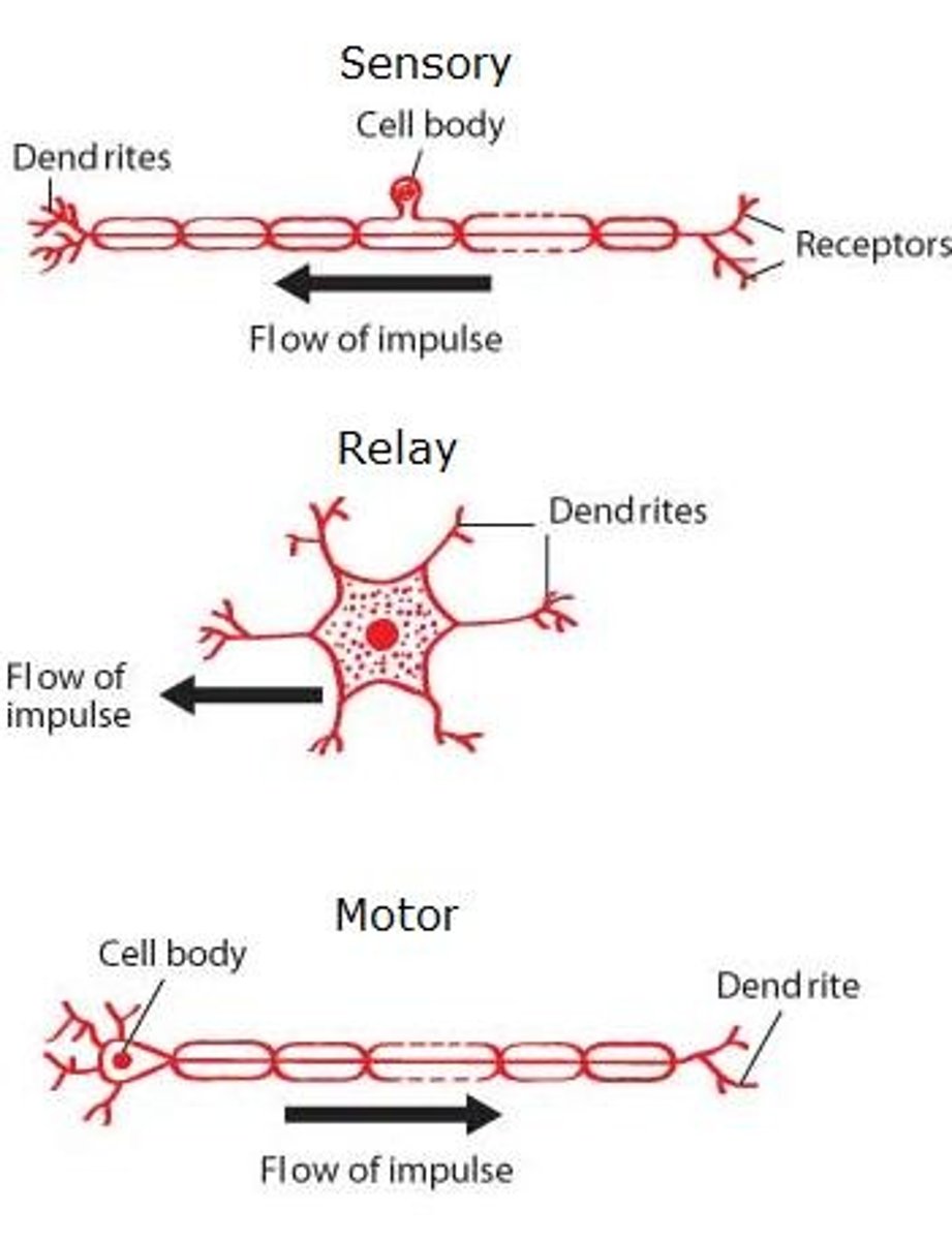 <p>Sensory neurone detects stimuli and transfer impulse through sensory neurone and relay neurone in brain transfers signal to motor neurone that sends the impulse to the effector in which a response is made</p>
