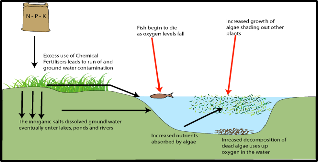 <p>Fertiliser leakage from agriculture introducing nitrogen and phosphates.</p>