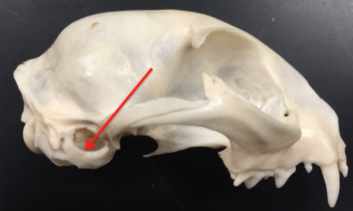 <p>opening that leads to the middle and inner ear cavities</p>