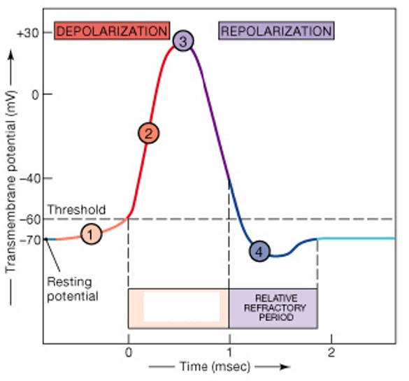 <p>Which type of refractory period have:</p><ul><li><p>Sodium channels open or inactivated</p></li><li><p>No action potential possible</p></li></ul><p></p>