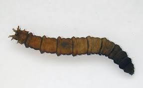 knowt flashcard image