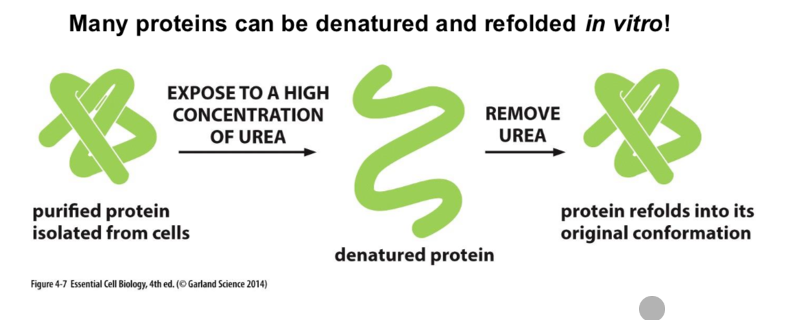 <p>High temperatures or by adding detergents. Anything that weakens interactions within a protein can denature.</p><p>They can be refold if they haven’t aggregated.</p><p></p>