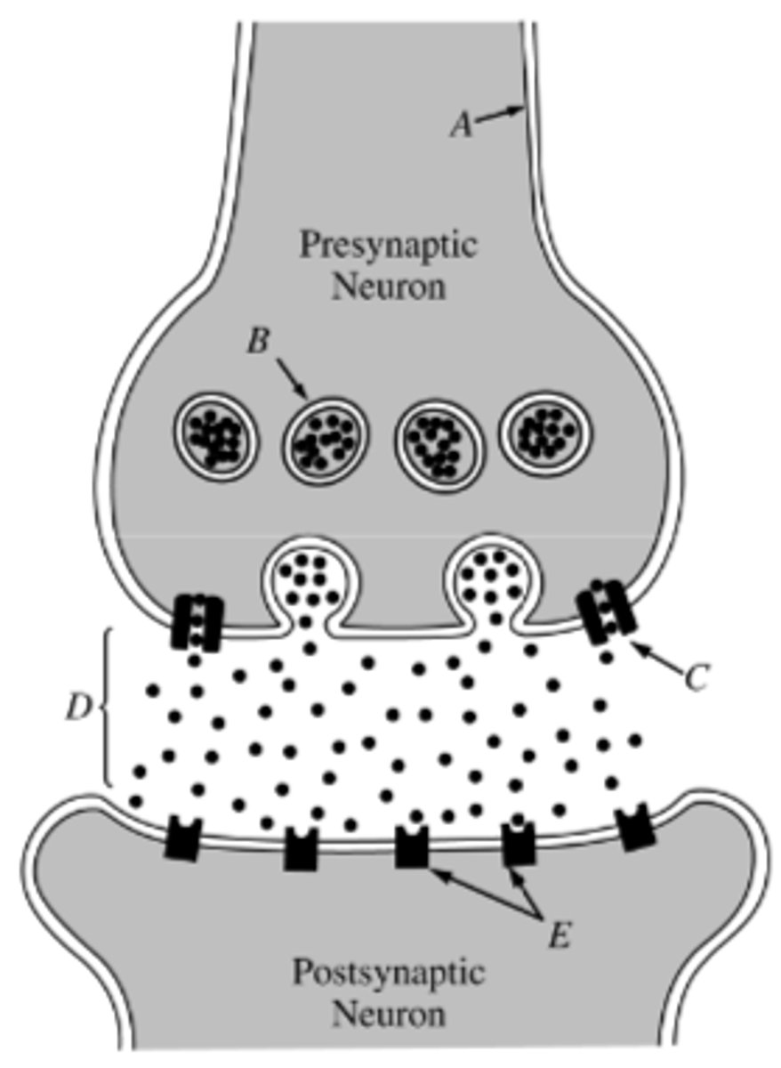 <p>Medications that block the reabsorption of neurotransmitters into sending neurons, increasing their levels in the brain (concentration). this occurs in the synaptic cleft (synapse) and enhances neurotransmission.</p><p>In the picture, C is the Reuptake Inhibitor preventing many of those neurons from moving across the synapse (the gap between neurotransmitters, like a train station between lines!) when the neurons end up making it across the synapse, it is in a greater quantity than before, leading to that higher level of neurotransmission that alters the processing of... said process.</p>