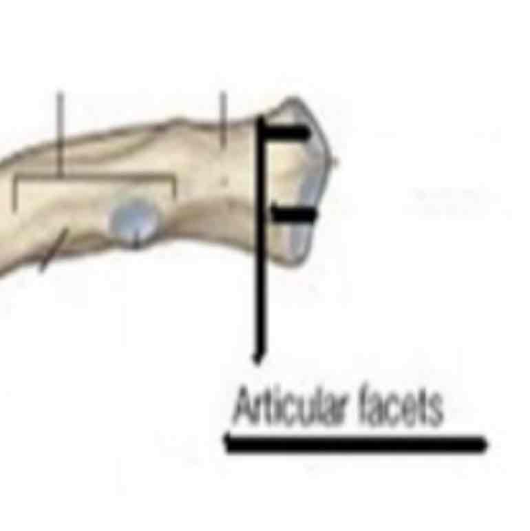 <p>cat #2 / smooth nearly flat articular surface / rib facets (connects to vert)</p>