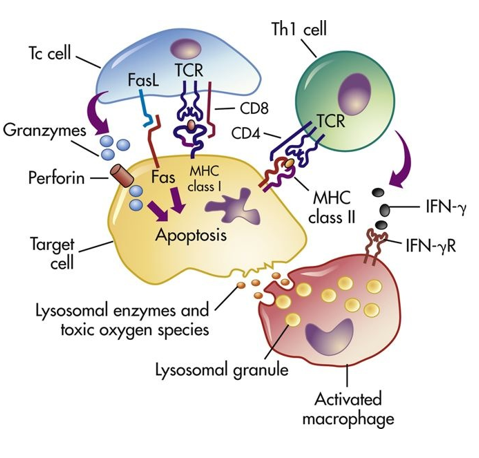 <p>What differentiated the type 4 hypersensity reaction over the other?</p>