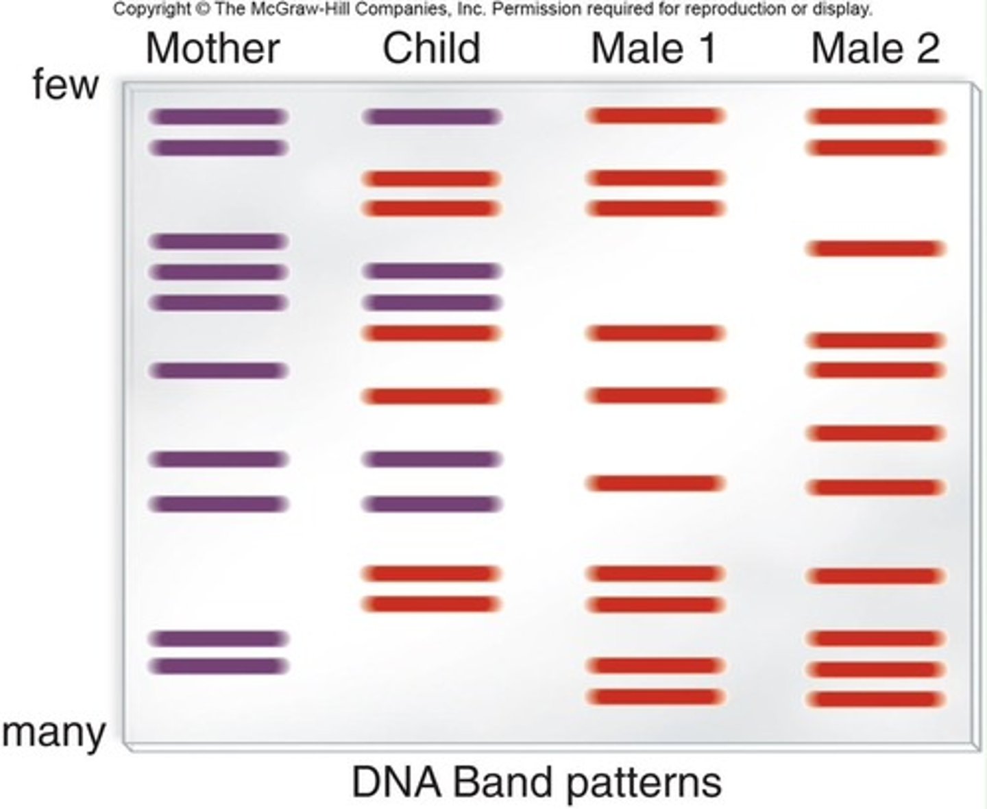 <p>Person inherits their VNTRs from their parents</p><p>Parent-child VNTR pattern analysis is used to solve paternity identifications cases</p>