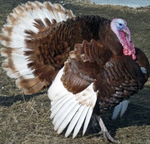 <p>What is the scientific name for turkey?</p>