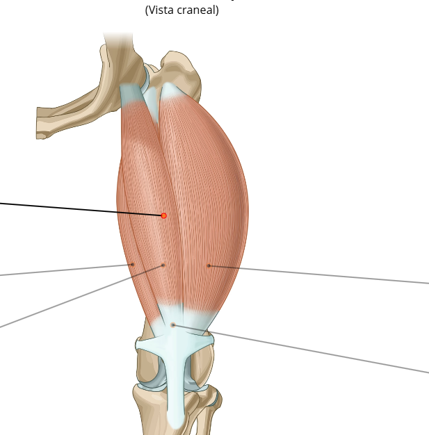 <p>Inserción del Cuadriceps Femoral</p>