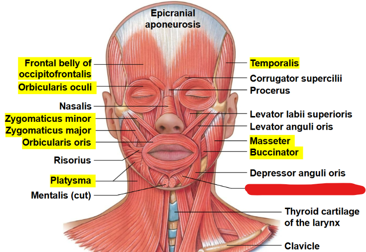 <p>What muscle is this?</p>