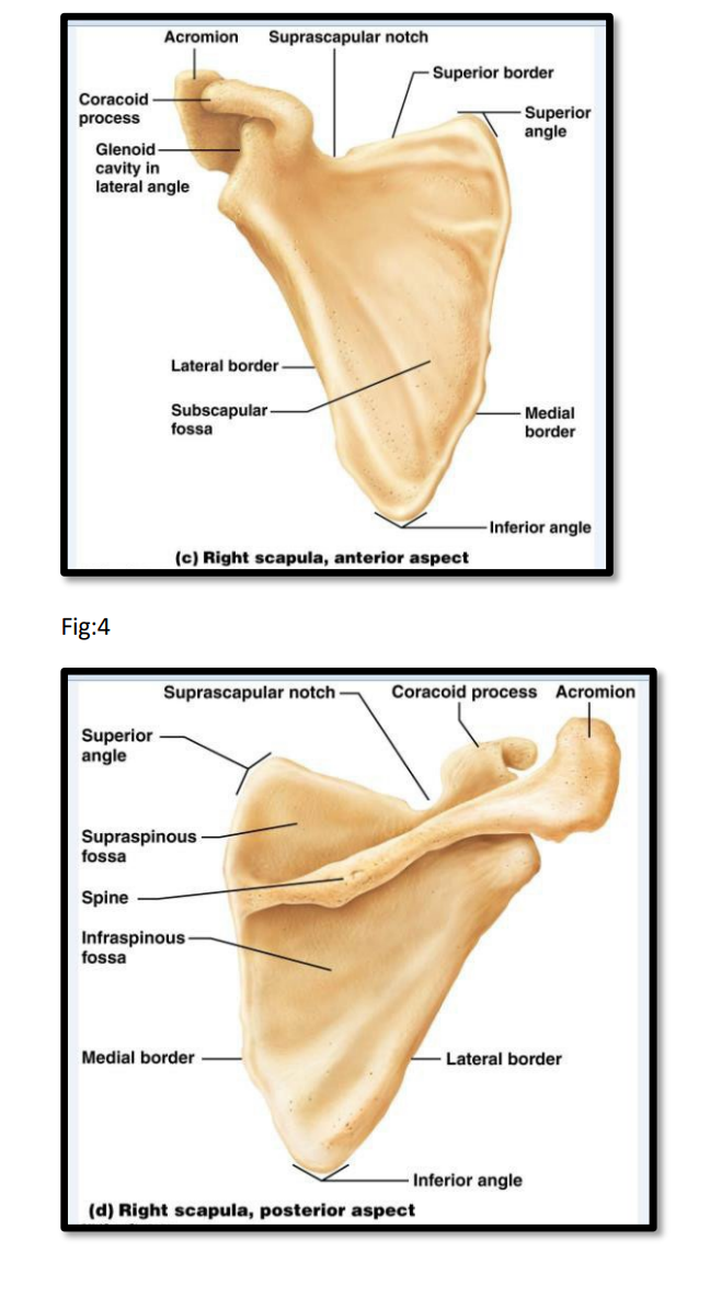 <p>what part of the upper limb is this bone</p>