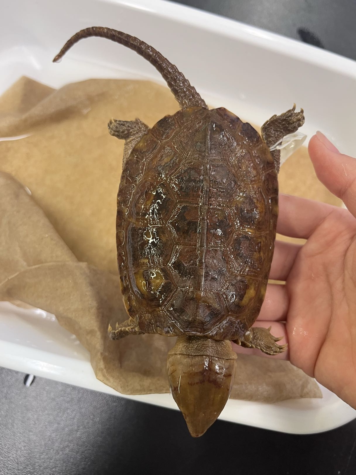 <p>Suborder + Family?</p>