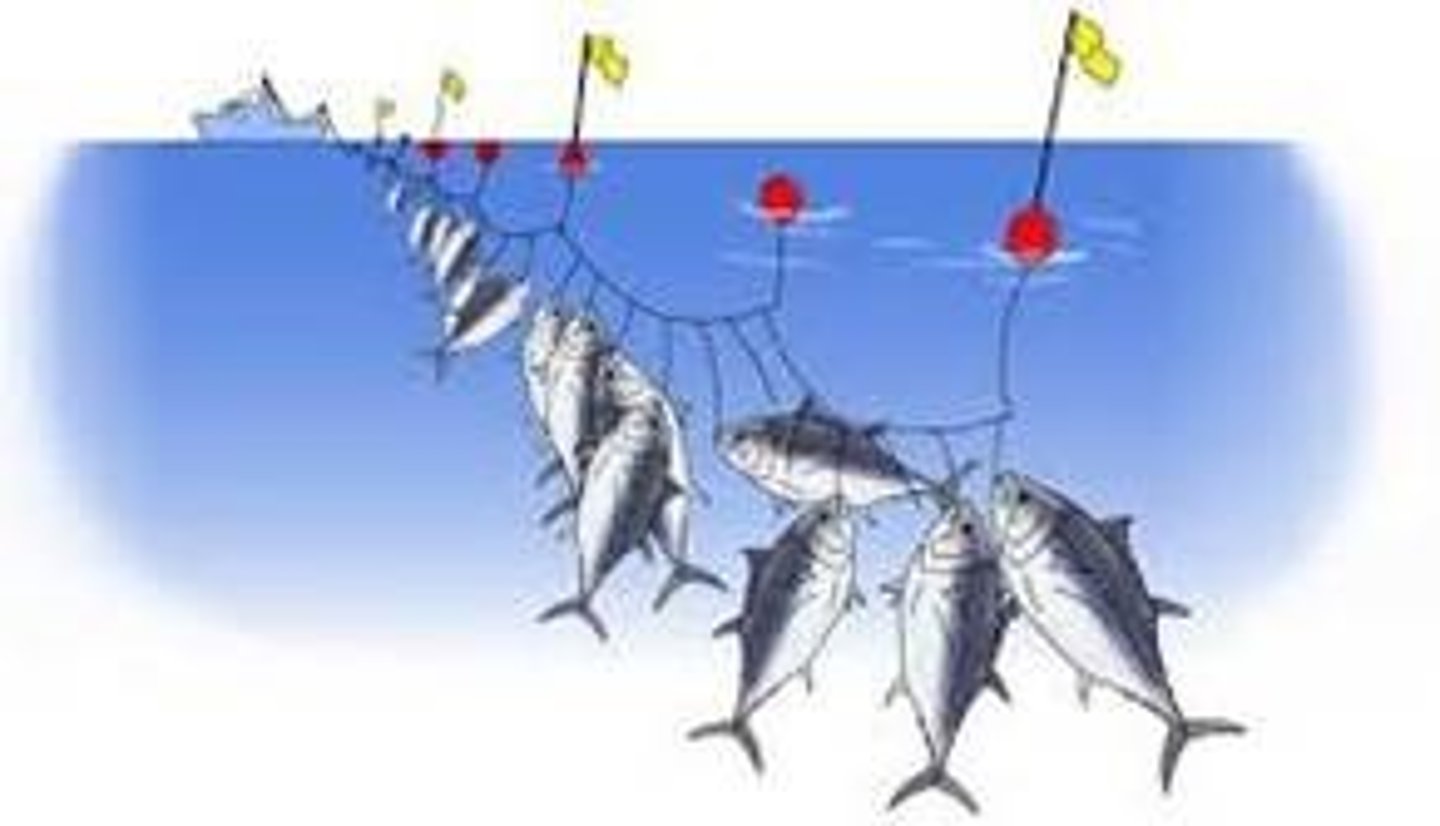 <p>This type of fishing puts out lines up to 80 miles which have thousands of baited hooks</p>