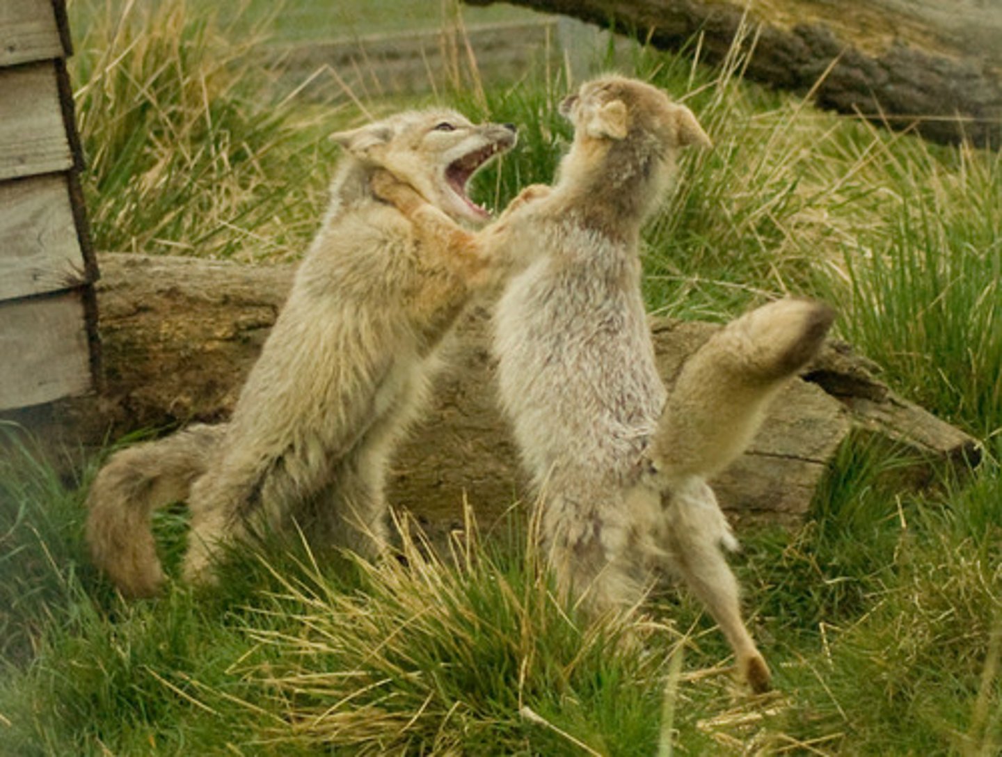 <p>When organisms fight for the same resources like food, water, or space.</p>