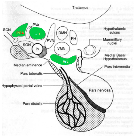 <ul><li><p>Decapeptide increasing release and synthesis of both LH and FSH in the gonadotrophs.</p></li><li><p>GnRH release is pulsatile. This is a pre-requisite for the maintenance of LH secretion and proper gonadal function.</p></li></ul><p></p>
