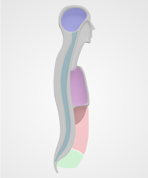 <p><strong>Thoracic Cavity</strong></p>