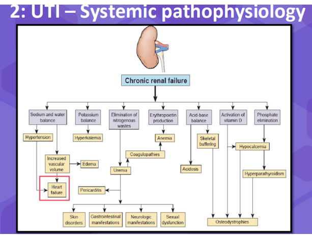 <p>The concept of disease is that your getting an infection.</p><p class="MsoNormal">&gt;Its an infection that probably starts in the bladder and then gets eventually to the kidneys which is the worst stage f the disease.</p><p class="MsoNormal">&gt;Process (in diagram)</p><p class="MsoNormal"><span>&nbsp;&nbsp;&nbsp; </span>&gt;<span>&nbsp; </span>Colonisation = Bacteria penetration into the bladder, it ascends the ureter and then eventually causes acute kidney injury which can result in chronic kidney disease.</p><p class="MsoNormal">&gt;When we look at the systemic pathophysiology of having a problem with your kidneys can result in many other health issues e.g. , see diagram above.</p><p class="MsoNormal">&gt;Treatments for kidney disease are dialysis or a kidney transplant if it gets worse.</p><p class="MsoNormal">&nbsp;</p>