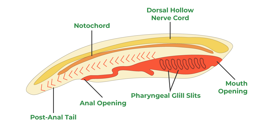 Dorsal Nerve Cord
Gill Slits
Notochord
Ex: Amphioxus, Salp, Tunicate, Larvacean