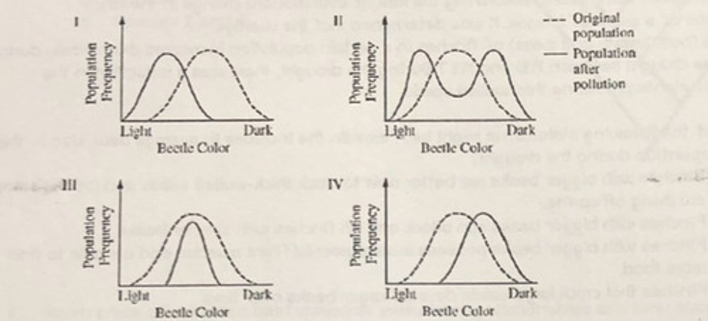 <p>49. The coloration shifted toward more dark-colored beetles because lighter beetles were more easily seen by predators.</p>