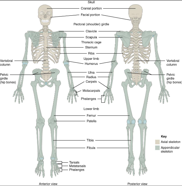 <ul><li><p>126 bones</p></li><li><p>fomrs the limbs and the bones that support the extremities, pelvic girlde and pectoral girdle</p></li><li><p>pectoral girdle- bones that support the upper extremity; the scapula and clavicle</p></li><li><p>pelvic girdle- supports lower limbs; os coxae or coxal bones</p></li></ul><p></p>