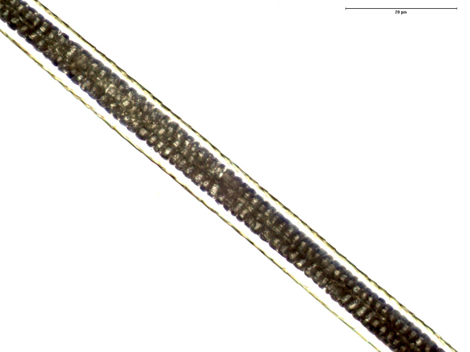 Rabbit Medulla