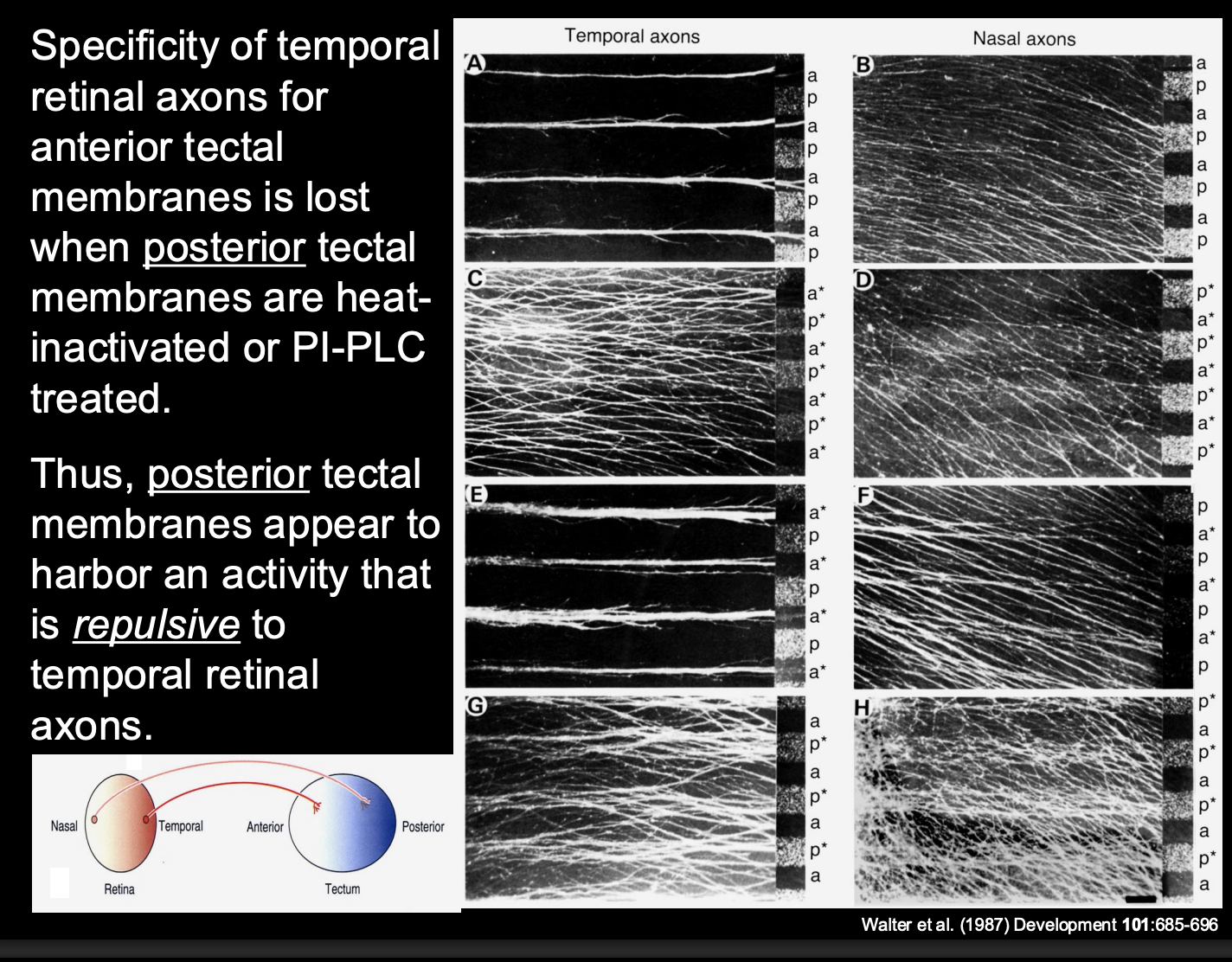 <p>Procedure:</p><ul><li><p>heat treat specific membranes</p></li><li><p>or→ incubate with an enzyme (PI-PLC) </p><ul><li><p>destroys phosphotidyl-inositol (PI)linked membrane molecules</p></li></ul></li></ul><p>Result:</p><ul><li><p>If disrupt <strong>posterior</strong> tectal membranes—> <strong>Temporal axons now also go to the posterior</strong></p><ul><li><p>loss of preference for the anterior</p></li></ul></li></ul><p>conclusion:</p><ul><li><p>There is <strong>repulsion</strong> from the <strong>posterior tectal</strong> on the temporal axons</p></li></ul><p></p>