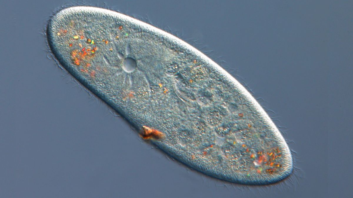 they use ciliate movement, size approximately .05 to 0.32 mm