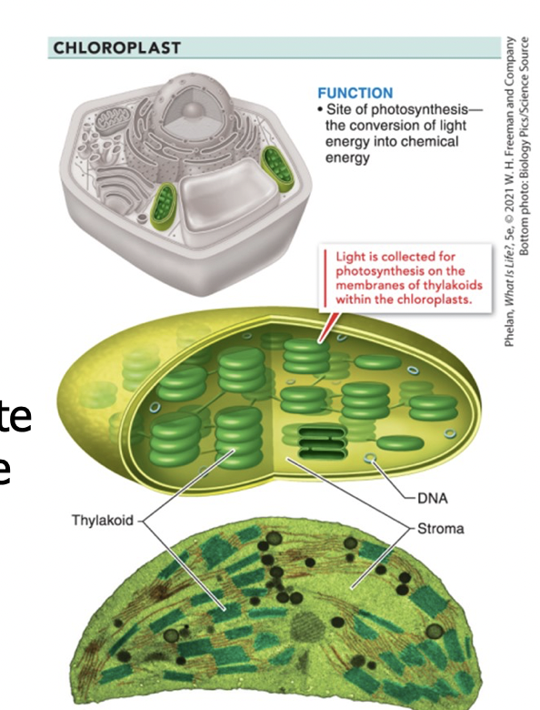 <p>chloroplasts</p>