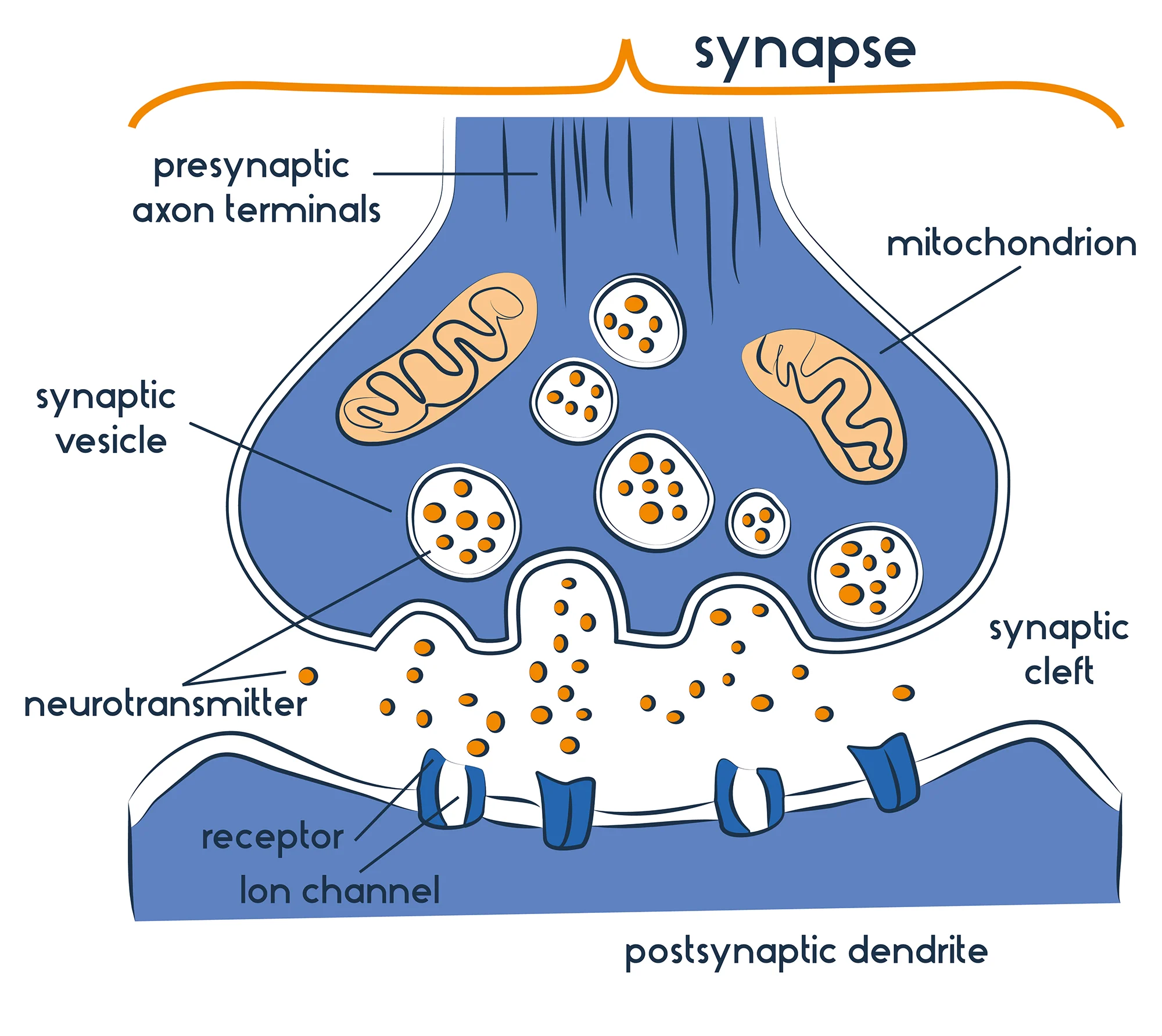 <p>1) Action potential reaches terminal button of pre-synaptic neuron. 2)As this happens, vesicles containing neurotransmitters release their contents. 3)These cross synaptic cleft(gap) to the dendrites of the post synpatic neuron and bind to receptors. 4)Then summation occurs, inhibitory being a negative charge meaning the signal wont fire (e.g seretonin). Excitatory being a positive charge meaning the signal will fire(e.g dopamine).</p>