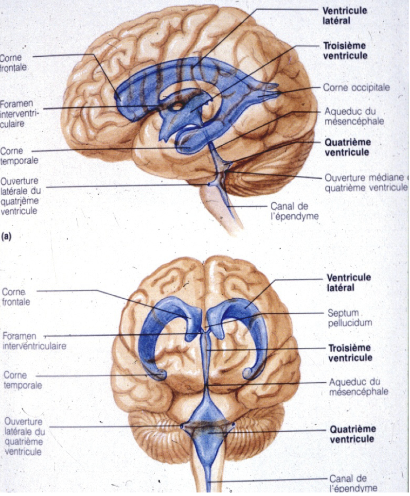 <p>circule dans les ventricules</p><p>puis les espaces sous-arachnoïdiens = il forme une couche protectrice entre le cerveau et la boute crânienne </p>