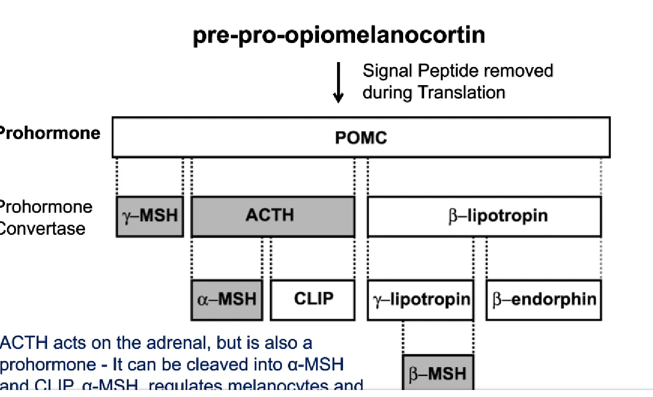 <p>pre-pro-opiomelanocortin </p><p>prohormone = POMC, chop ACTH out of POMC to get mature ACTH</p><p>ACTH = prohormone as well, cleaved into 2 different hormones alpha-MSH and CLIP</p><p>CLIP+alpha-MSH relate to melanocytes+pigmentation</p>