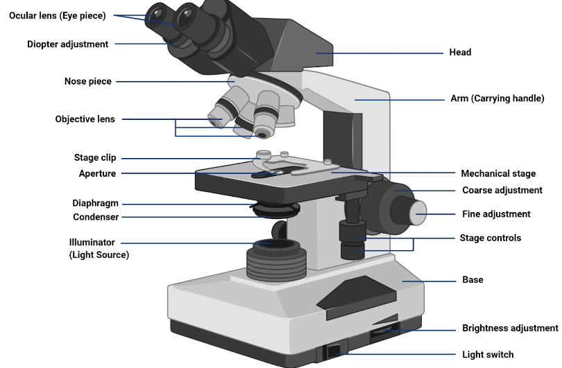 <ul><li><p>Simplest Optical Microscopy</p></li><li><p>Common</p></li><li><p>Uses a set of glass lenses to focus light rays passing through a specimen to produce and image that is viewed by the human eye</p><ul><li><p>Dark image against a light background</p></li></ul></li></ul><p></p>
