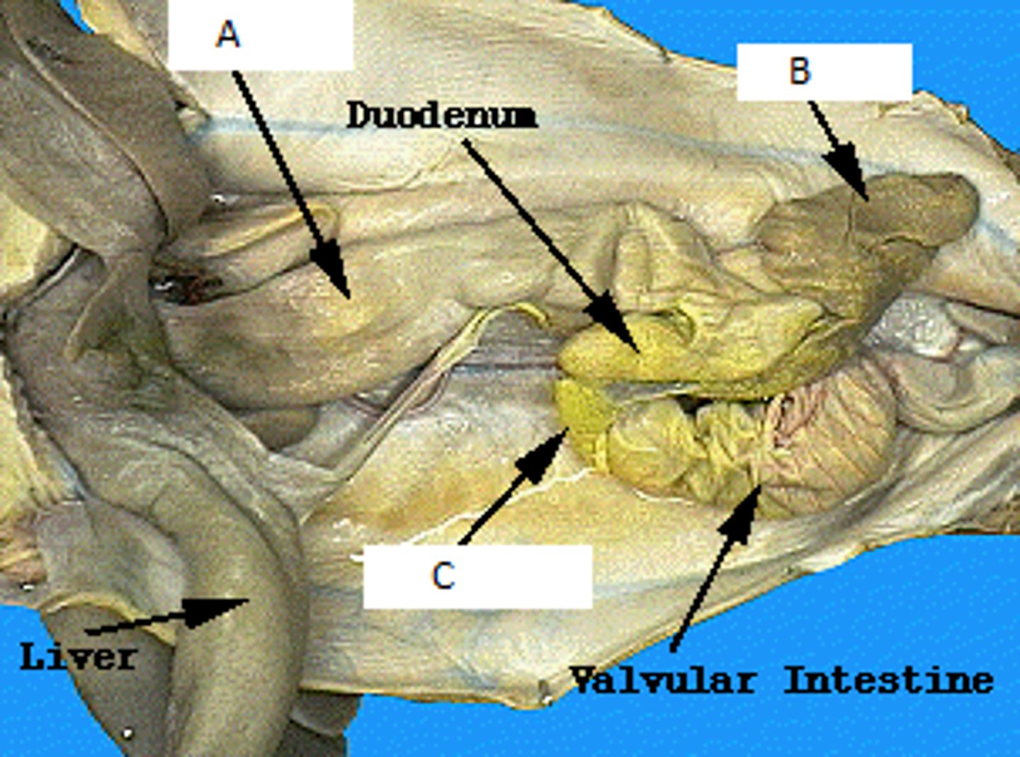 <p>Part Labeled A</p>