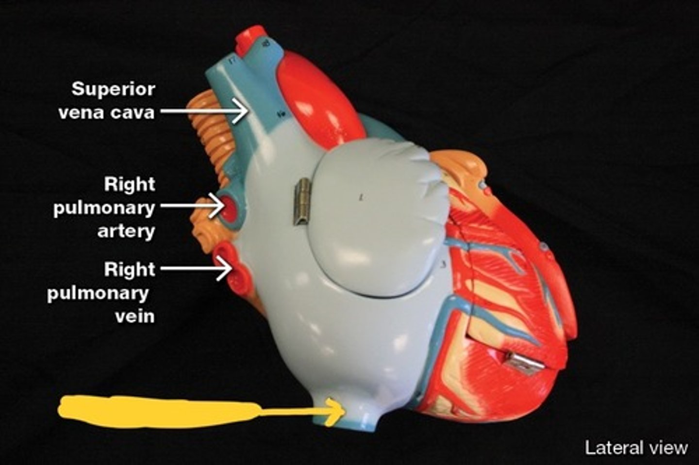 <p>Great vessels of the heart,</p>