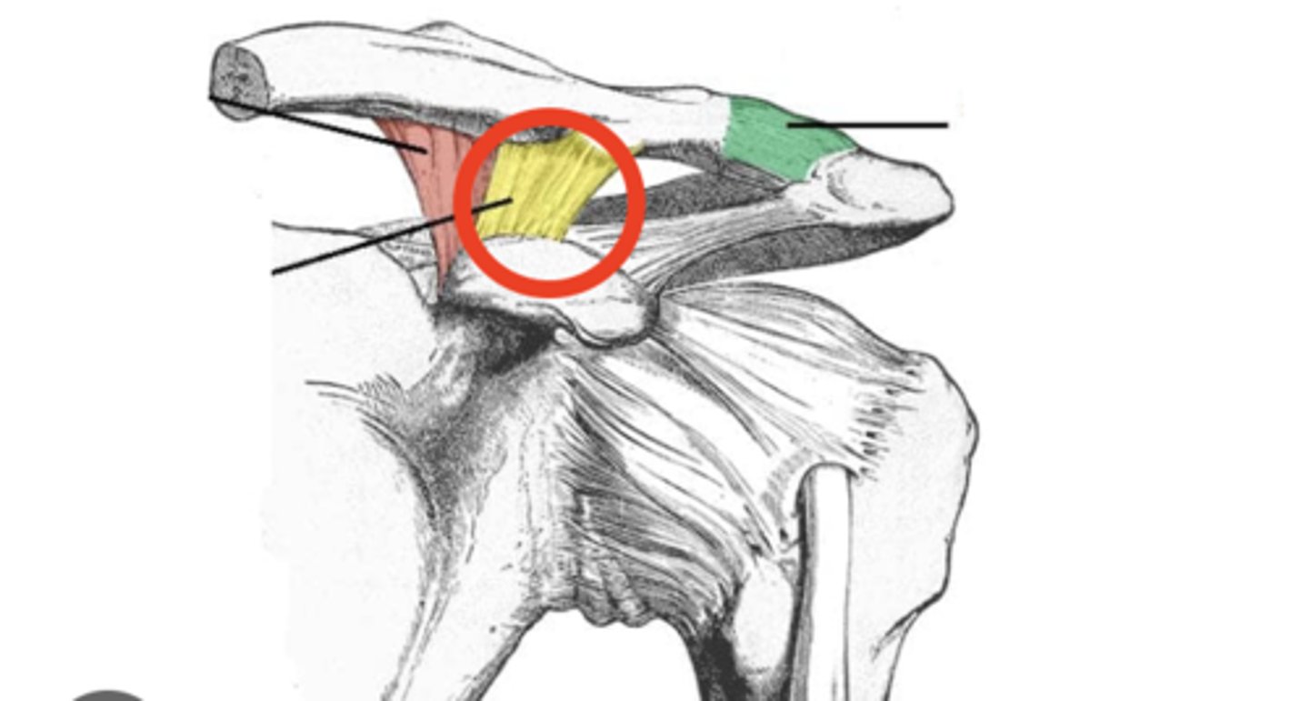 <p>What structure is shown?</p>