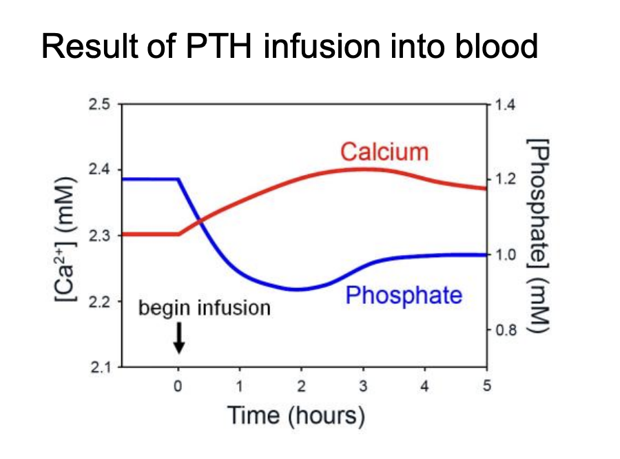<ol><li><p>PTH increases<strong> active</strong>&nbsp;reabsorption of Ca by the<strong> distal</strong> convoluted tubule of the kidney</p></li><li><p>The trancellular calcium transport mechanisms resemble those in the gut</p></li><li><p>effects of PTH are <strong>very fast</strong> acting within minutes </p></li><li><p>allow rapid adjustments to blood calcium levels</p></li></ol><p></p>