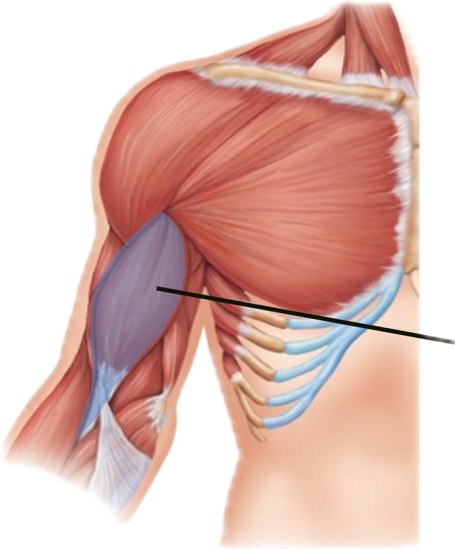 <p>What is the highlighted muscle?</p>