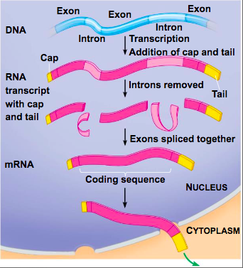 <p>Transcription, Addition of cap and tail, Introns removed, Exons spliced together</p>