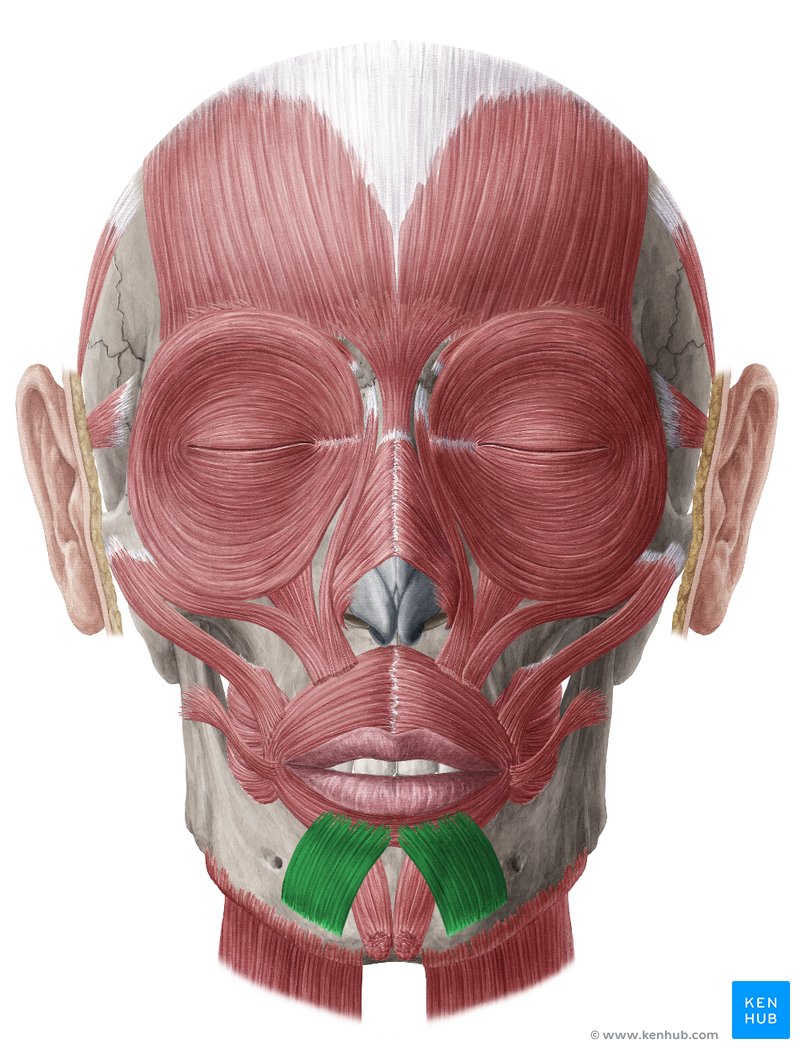 <p>Location:</p><ul><li><p><strong>chin region of the face</strong></p></li></ul><p></p><p>Function:</p><ul><li><p><strong>allows you to pull your lower lip down or to the side</strong></p></li></ul><p></p>