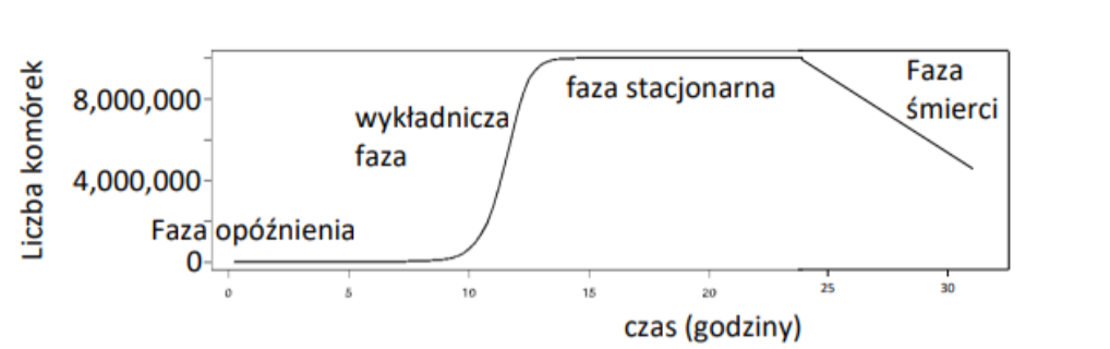 <ol><li><p>Faza zastoju - dostosowanie metabolizmu do środowiska, przygotowanie do proliferacji</p></li><li><p>Faza przyspieszonego wzrostu - intensywny wzrost i podziały</p></li><li><p>Faza wzrostu logarytmicznego / rzeczywistego wzrostu hodowli - intensywne podziały i metabolizm, komórki najbardziej narażone na działanie czynników zewnętrznych</p></li><li><p>Faza zwolnionego wzrostu - komórki maleją, mniej replikacji, zwiększony udział martwych komórek</p></li><li><p>Faza stacjonarna / idiofaza - liczba komórek utrzymuje podobny poziom, możliwe wyczerpanie zasobów pokarmowych, niewiele podziałów</p></li><li><p>Faza zamierania - spada biomasa, wytwarzane przetrwalniki, udział martwych komórek wzrasta</p></li></ol><p></p>