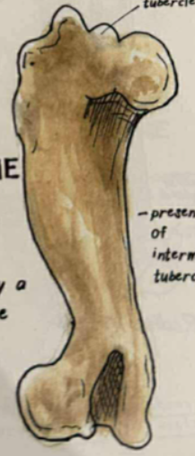 <p>bicipital groove opposite the humeral head is divided by a ridge </p>