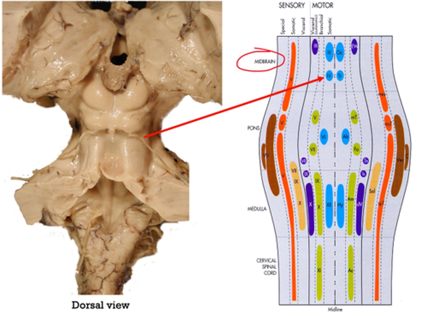 <p>midbrain</p><p>(visible from dorsal view)</p>