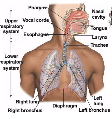 <ul><li><p>nasal cavity</p></li><li><p>pharynx</p></li><li><p>larynx</p></li></ul><p></p>