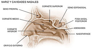 <p>Nariz</p>