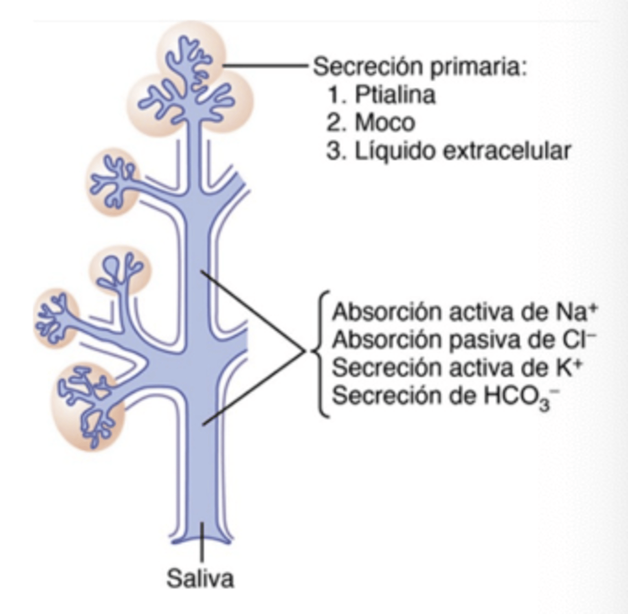 <p>Primary is produced by acini; secondary is modified in the ducts</p>