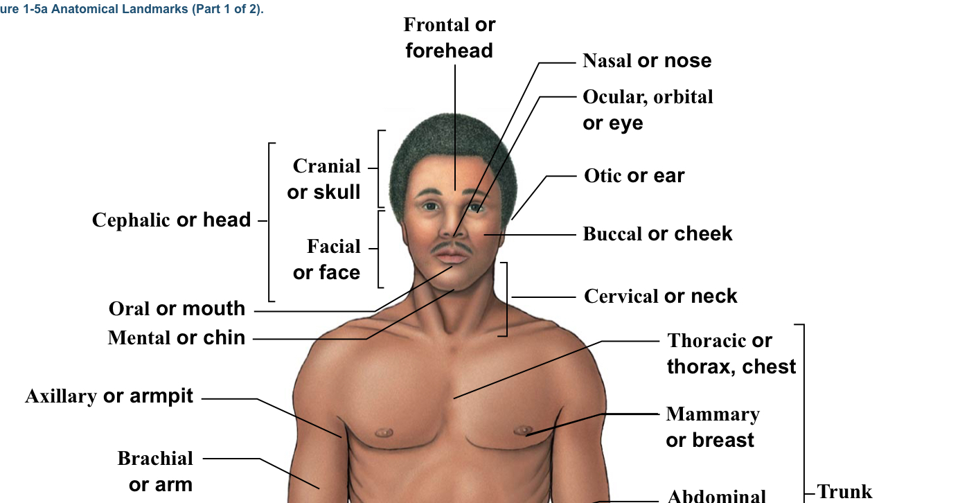 <p>WHOLE head (bracket includes the top of the head to the chin)</p>