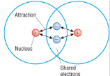 <p>The strong electrostatic forces of attraction between two nuclei and the shared pair of electrons between them</p>